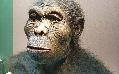 Человек умелый (Homo habilis). Фото с сайта wikimedia.org
