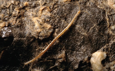Geophilus hadesi. Фото J. Bedek с сайта livescience.com