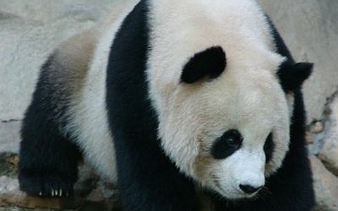 Фото Humarkus с сайта wikimedia.org