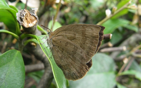 Narathura japonica. Фото KENPEI с сайта wikimedia.org