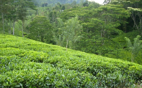 Фото Nota Bene с сайта wikimedia.org