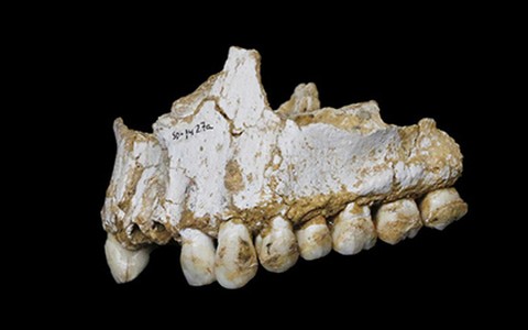 Фото: Paleoanthropology Group MNCN-CSIC