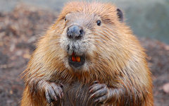 Фото с сайта theanimals.ru